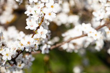 Blooming cherry branch.