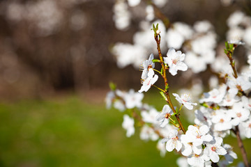 Blooming cherry branch.