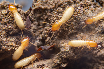 Group of the small termite on decaying timber. The termite on the ground is searching for food to feed the larvae in the cavity.