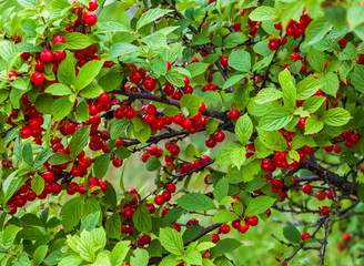 Felt cherry berries and green leaves on branches close up on the background of greenery in summer