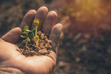Fototapeta premium Plant in hands.Young man carrying plant and planted a plant in to the soil on land back ground.field,land,hope,Global warming.Photo concept save world and ecology. 
