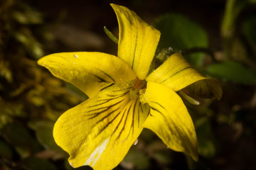 Yellow Violet in Bloom