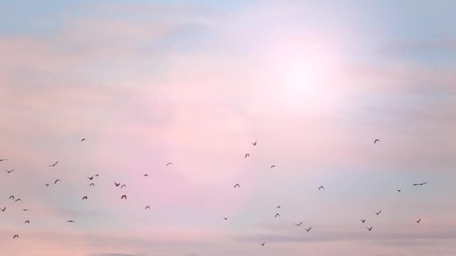 Flock of birds flying with blue sky and sunlight in the background. Tranquil nature scene. Concept of freedom and travel.