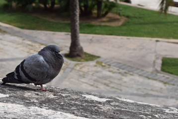 Naburmuszony gołąb na murku
