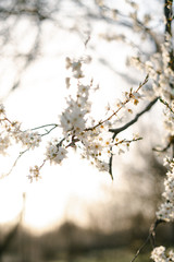 on the branches of the cherry plum tree, there are many white, delicate flowers that bloomed in early spring.in the rays of the setting sun. seasonal trend.natural concept