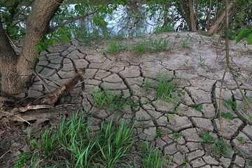 Cracked choppy ground layer around young tree trunks and some fresh green plants on river bank, caused by rapid water level change and drought after  sedimentation of river mud during spring season. 