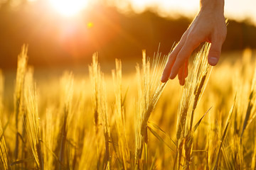 Farmer's hands touch young wheat in the sunset light