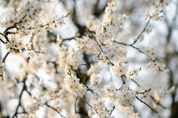 on the branches of the cherry plum tree, there are many white, delicate flowers that bloomed in early spring.in the rays of the setting sun. seasonal trend.natural concept