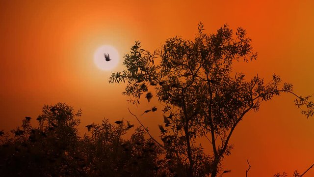 Flock of birds flying with orange sunset sky in the background. Tranquil nature scene. Concept of freedom and travel.