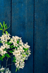 Blooming apple tree branch