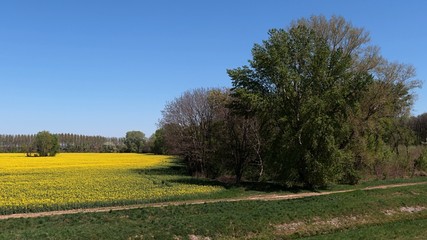Spring landscape with large broadleaf tree in lane of trees next to yellow blossoming rapeseed field, clear blue skies. 