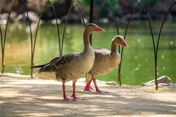 goose on the bank of lake