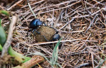 
dung beetles