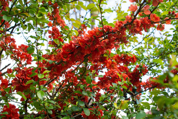 Red flowers on the bushes. Chaenomeles