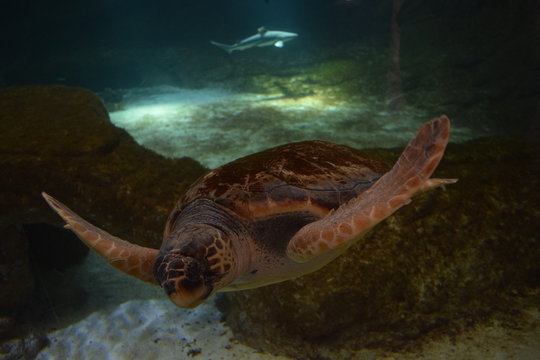 Nurkujący żółw z rekinem w tle