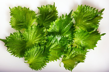 Green shiso leaves on a white background.