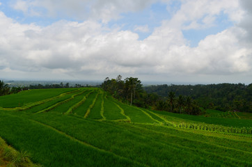 Reisterasse Jatiluwih Bali