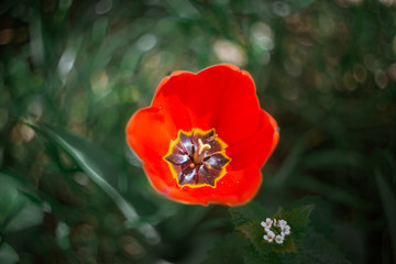 spring dandelion flowers on the street