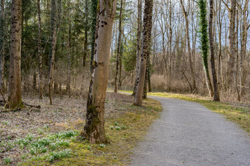 Fototapeta premium Gravel path in riparian woodland in springtime.