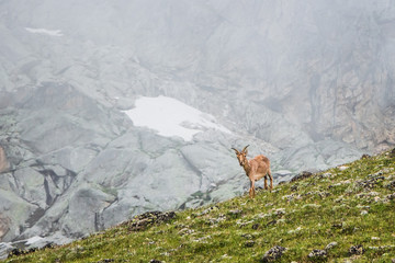 Alpine meadows and rocks in the Caucasus mountains in Russia