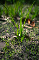 green grass growing in the ground