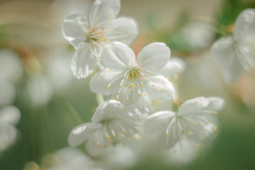 Spring fruit tree color on the street