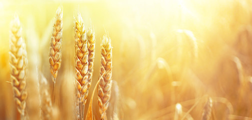 Golden ripe ears of wheat on nature in summer field at sunset rays of sunshine, close-up macro. Ultra wide format.