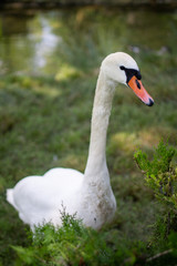 white swan on the lake