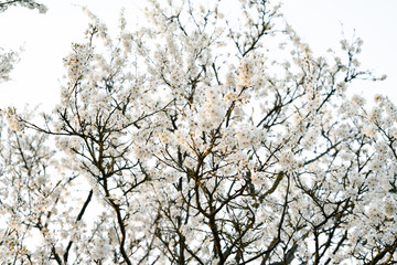 on the crown of the plum tree, there are many white, delicate flowers that bloomed in early spring.in the rays of the setting sun. seasonal trend.natural concept. in botanical garden