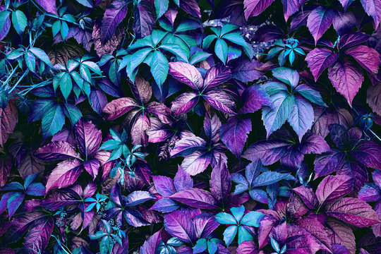 Texture natural leaves in blue and purple tones close-up. Nature background.
