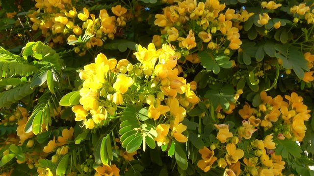 Yellow Acacia Flowers And Fresh Green Leaves Swaying In Light Wind. Tree Branches Of Caragana Arborescens (Siberian Peashrub, Pea-tree) With Blooming Flowers. Spring Blossom, Sunny Day.