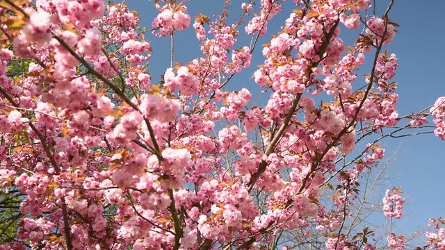 Closeup shot of pink sakura bloom with leaves on branch , Cherry blossom 