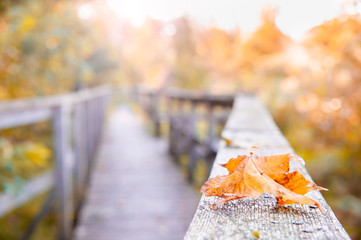 Orange autumn leaf laying on the wooden railings in the forest
