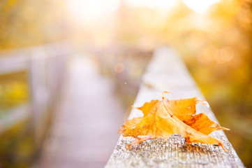 Orange autumn leaf laying on the wooden railings in the forest