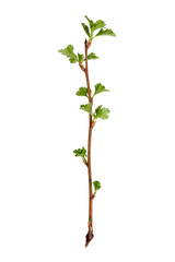 Plant branch with buds and small leaves isolated on white background