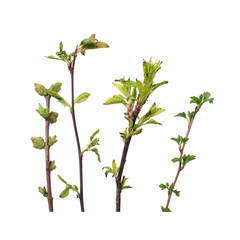 Plant branch with buds and small leaves isolated on white background