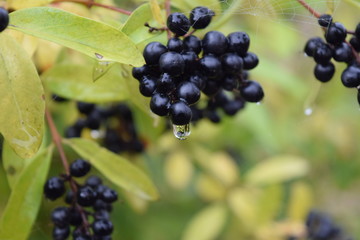 Grono czarnych owoców z kroplą