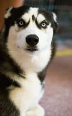 Siberian Husky Portrait of thoroughbred Siberian Husky dog
