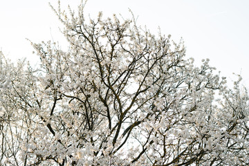 on the crown of the plum tree, there are many white, delicate flowers that bloomed in early spring.in the rays of the setting sun. seasonal trend.natural concept. in botanical garden