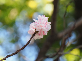 花桃