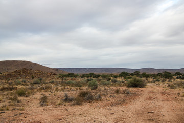 Farm road with shrubs