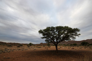 Fototapeta na wymiar Tree against overcast desert background