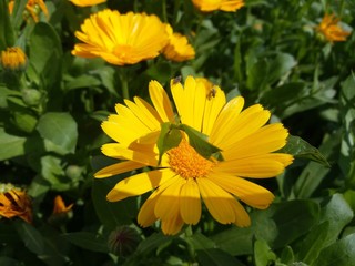 Calendula officinalis (Marigold flower) closeup