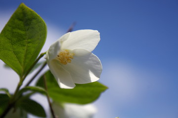 Obraz premium Zarte weisse Blüte vor blauen Himmel. Platz für Text auf der rechten Bildseite
