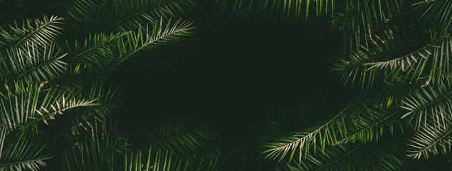 Fototapeta na wymiar Tropical palm leaf foliage banner
