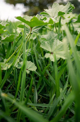 green grass in the garden