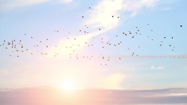 Flock of birds flying with blue sky and sunlight in the background. Tranquil nature scene. Concept of freedom and travel.