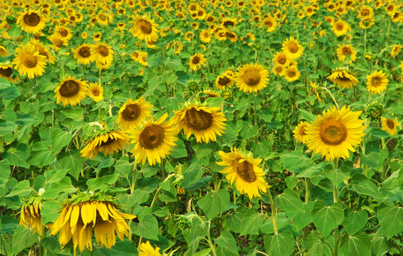 Summer Field with Sunflowers