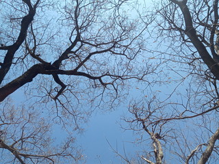 branches of a tree against blue sky