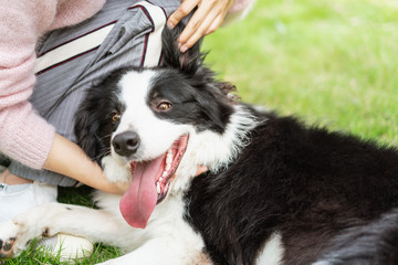 The owner of the dog help cleaning up its ears